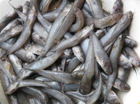 talimusak fish|Philippine Fish Species .